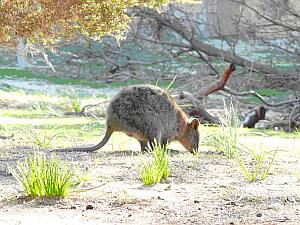 Quokka